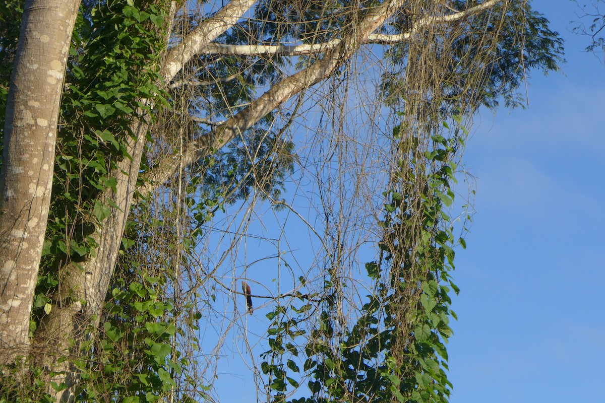 Common Squirrel-Cuckoo - ML419975961