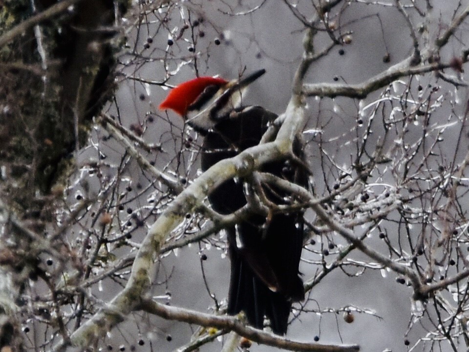 Pileated Woodpecker - ML419976121