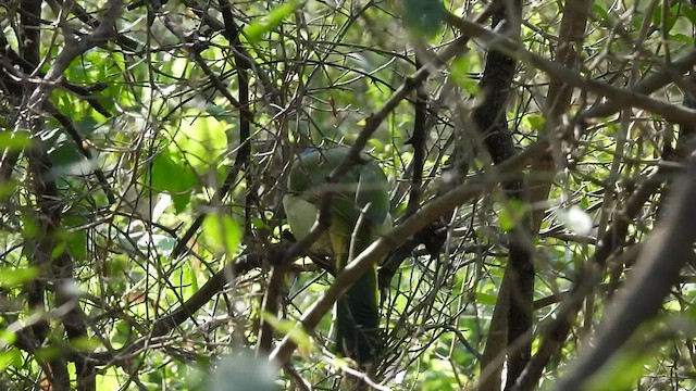 Green Jay - ML419977591