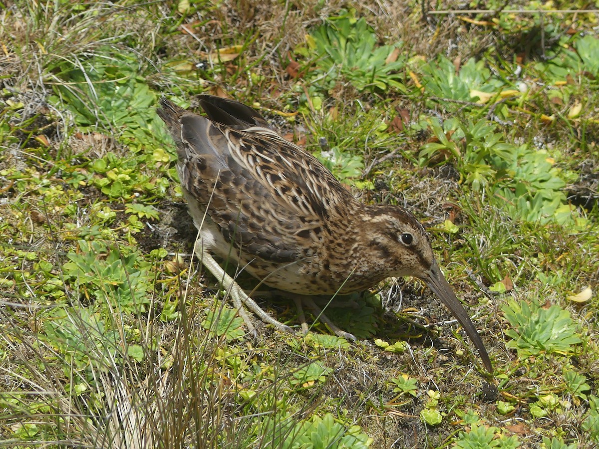 Subantarctic Snipe - ML41997871