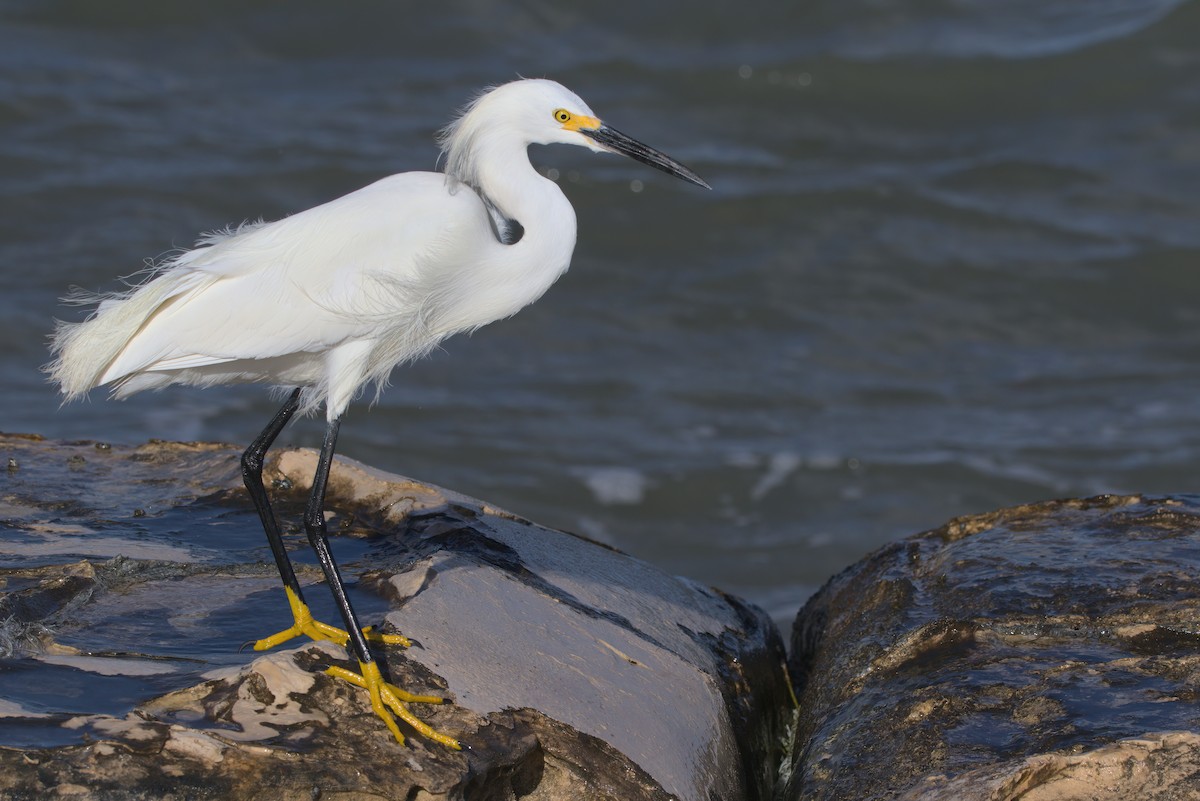 Snowy Egret - ML419980151