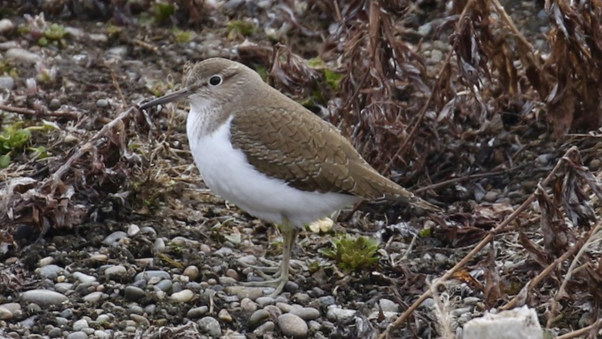 Хайргын хөгчүү - ML419980361