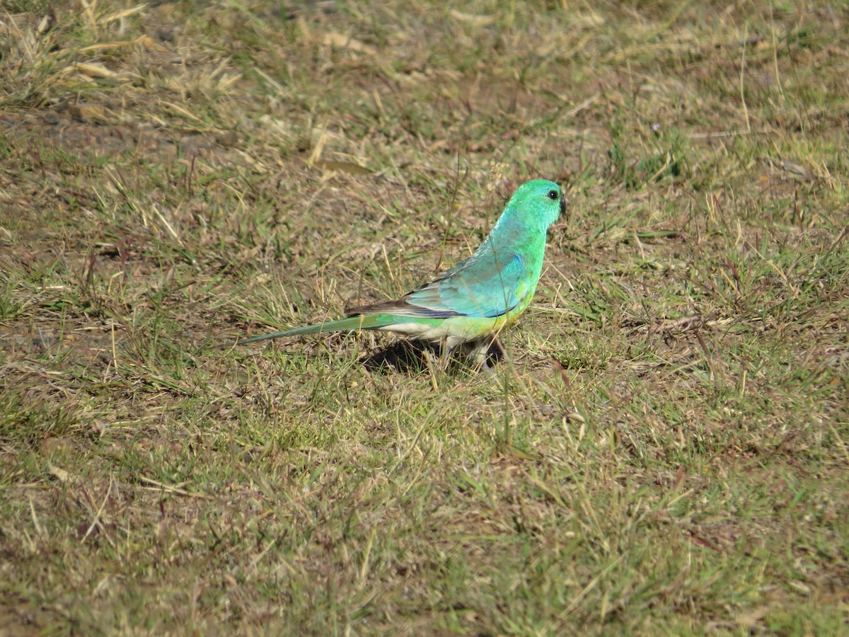 Red-rumped Parrot - ML419981571