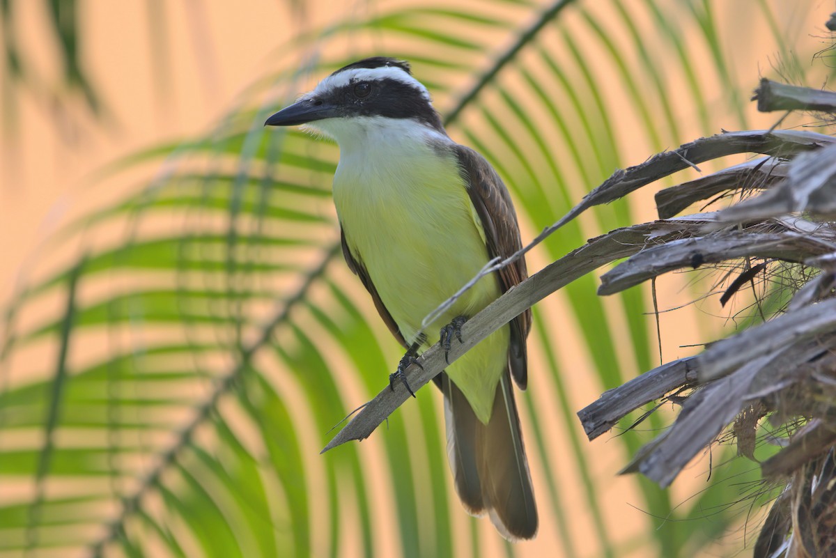 Great Kiskadee - ML419982061