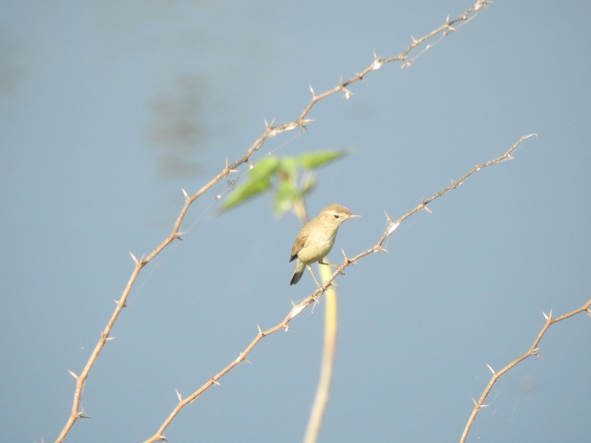 Iduna/Hippolais/Acrocephalus sp. - Sivakumar Ramasamy