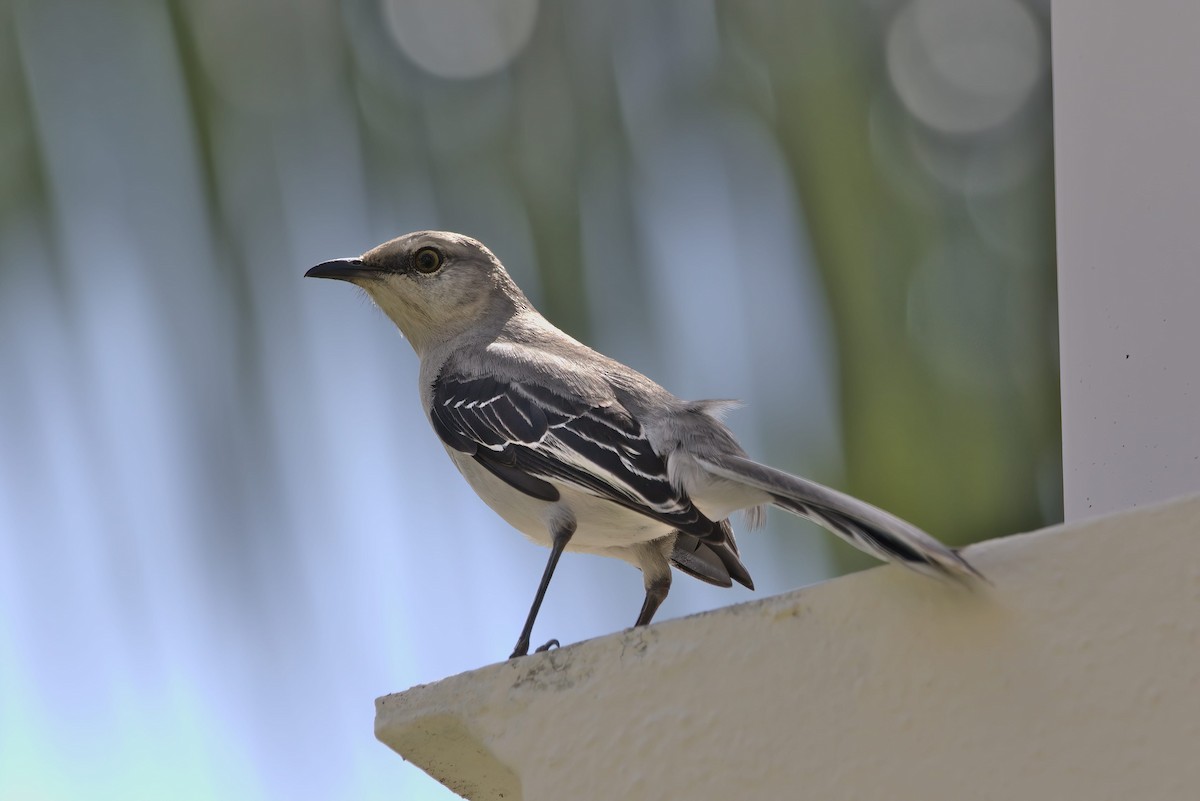 Tropical Mockingbird - ML419982471