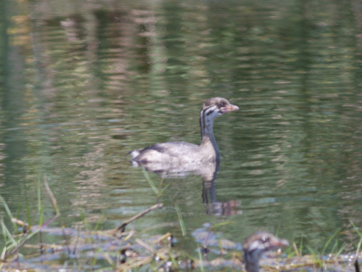 Pied-billed Grebe - ML419982711