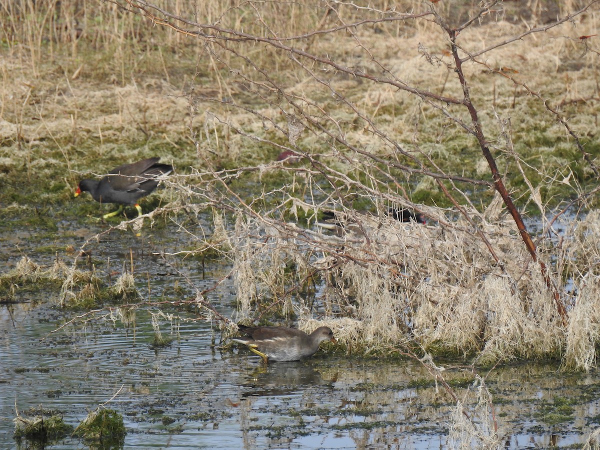 Gallinule poule-d'eau - ML419983081