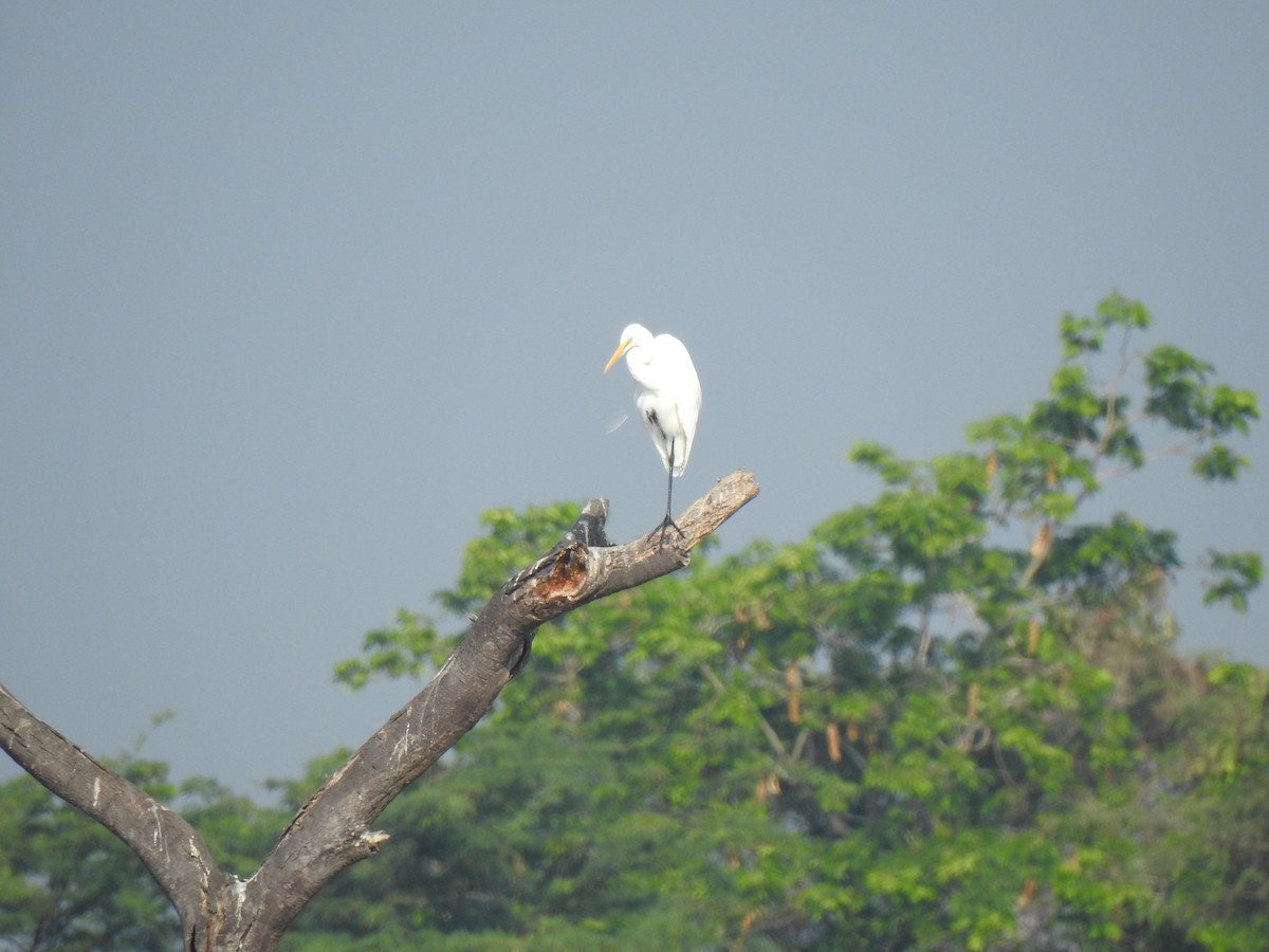 Medium Egret - Sivakumar Ramasamy