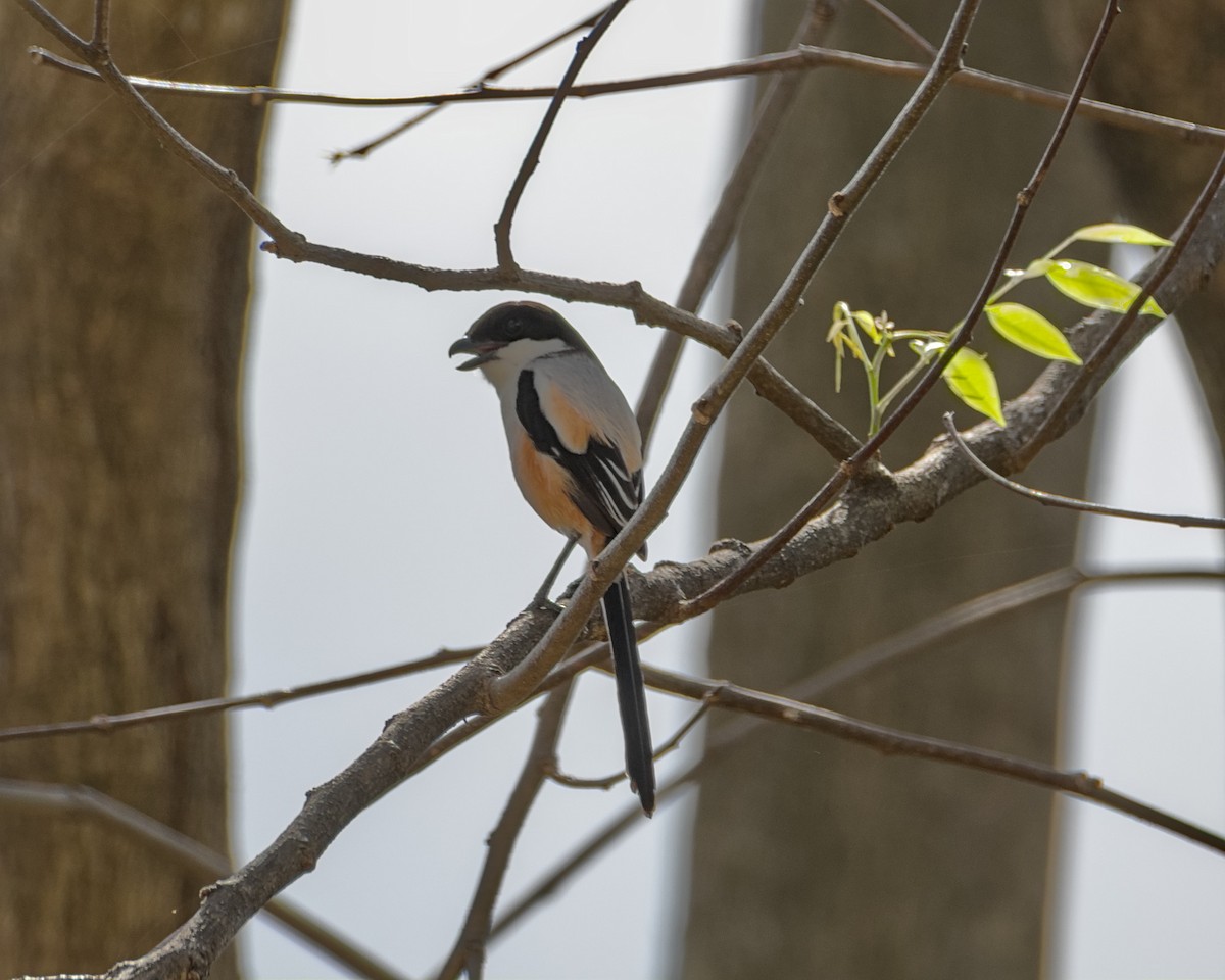 Long-tailed Shrike - Joseph Riel Senga