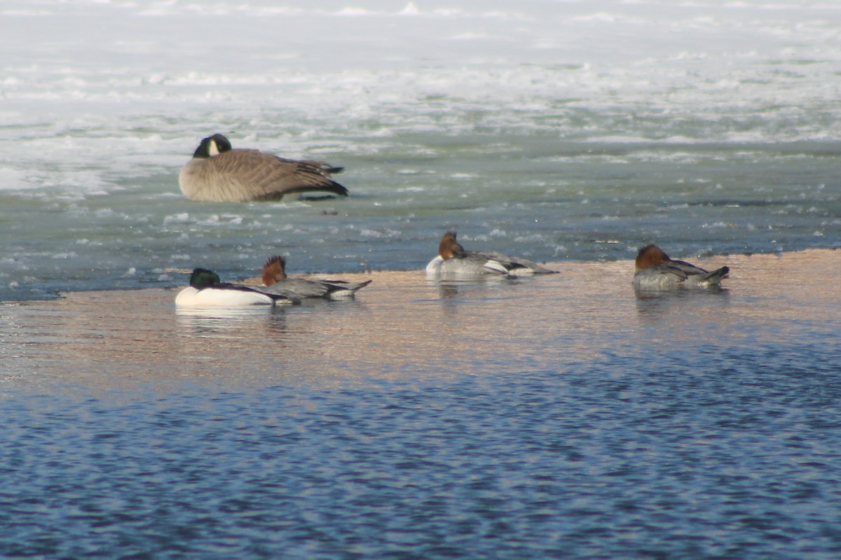 Common Merganser (North American) - ML419986301