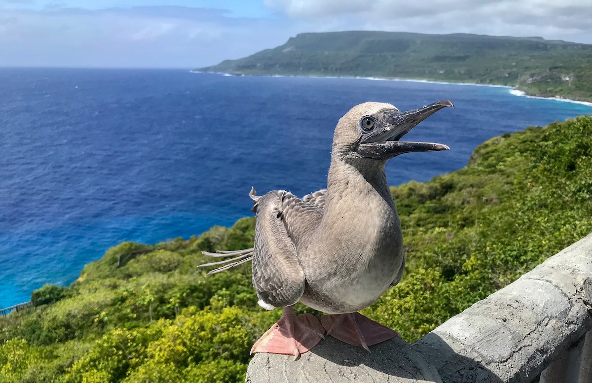 Red-footed Booby - ML419986711