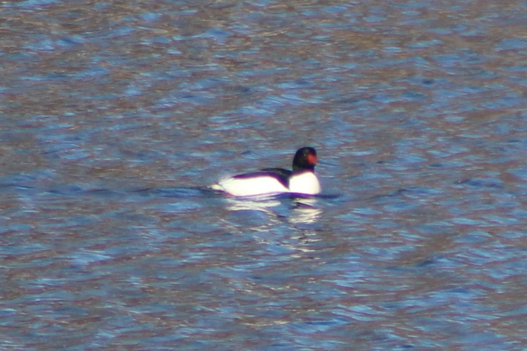 Common Merganser (North American) - ML419986991