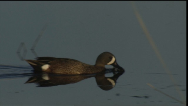 Blue-winged Teal - ML419991