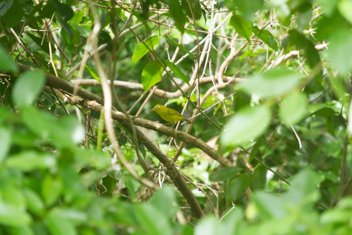 Wakatobi White-eye - ML419992421