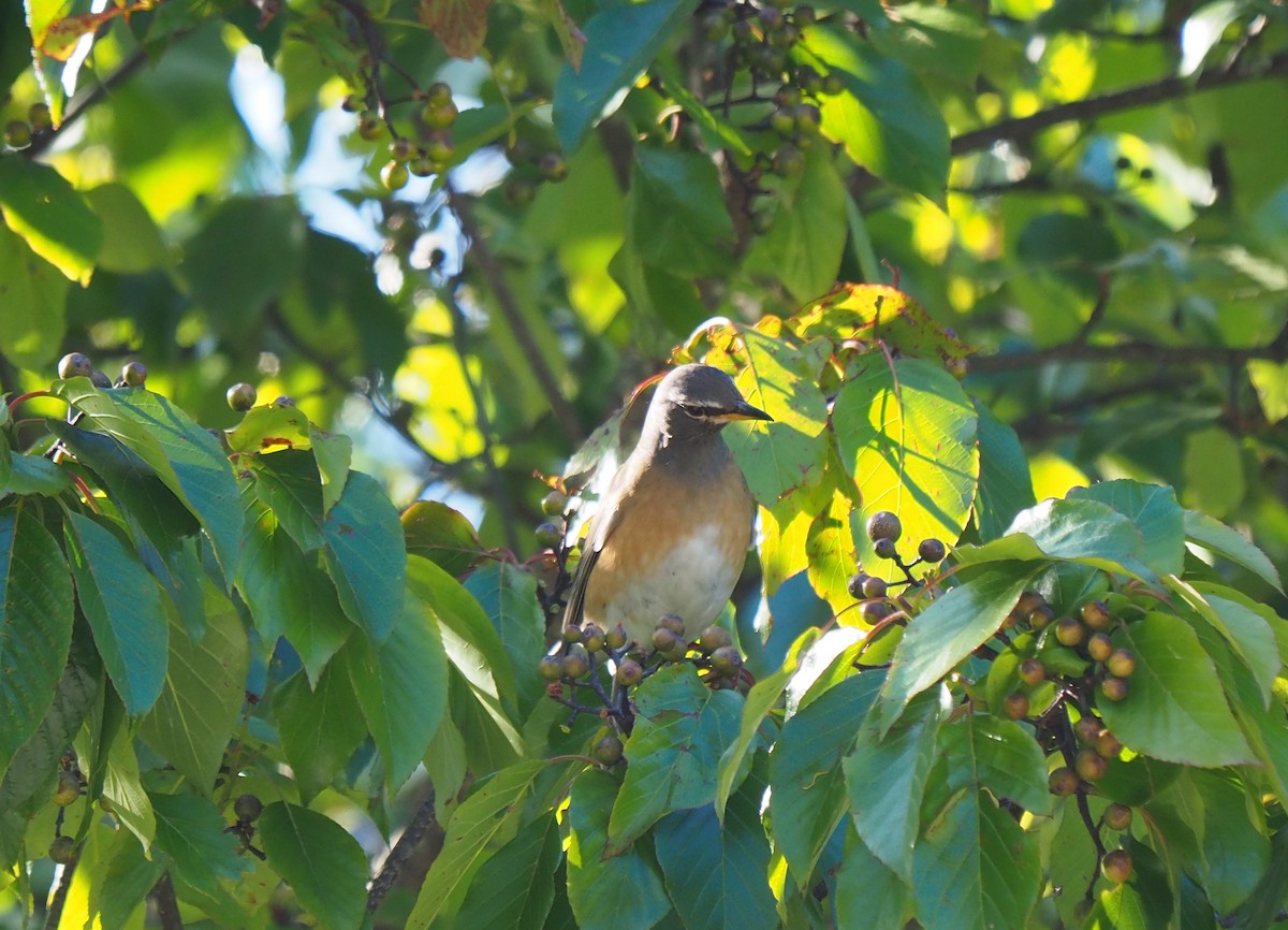 Eyebrowed Thrush - Luckchai Phonwijit