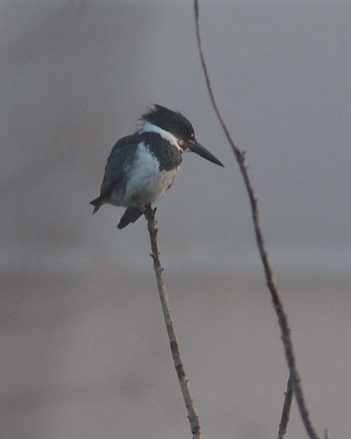 Belted Kingfisher - ML41999671