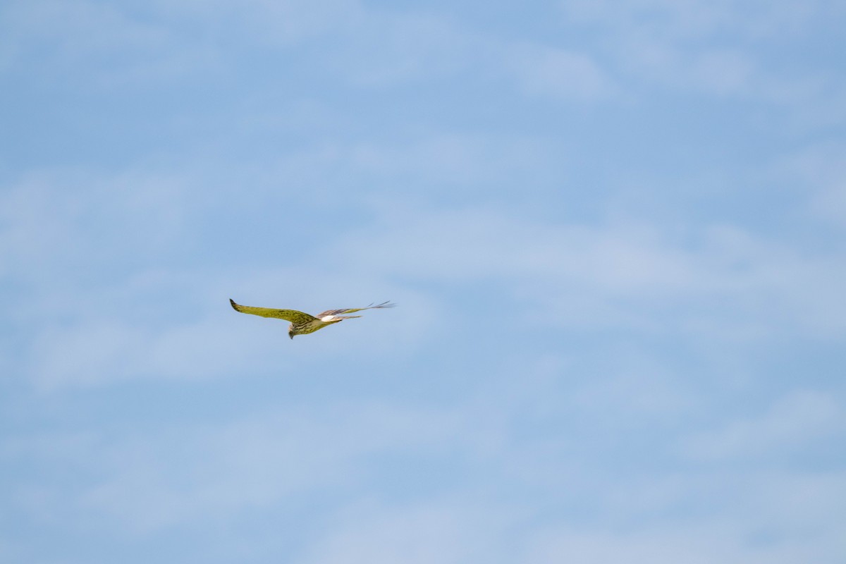 Eastern Marsh Harrier - ML419997601