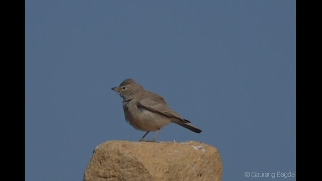 Desert Lark - ML420000271