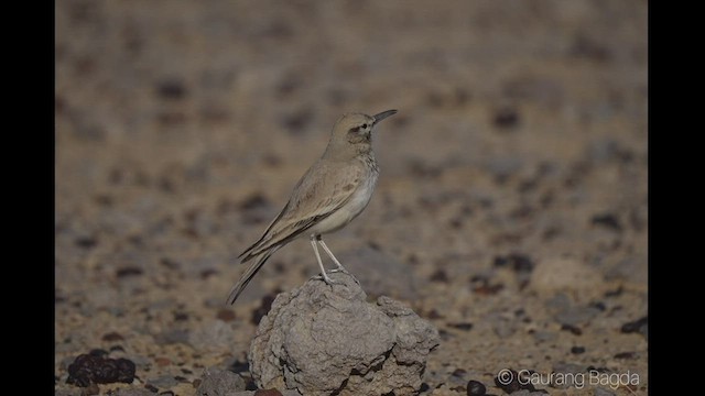 Greater Hoopoe-Lark - ML420000401