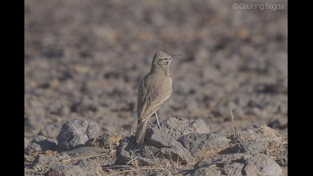 Greater Hoopoe-Lark - ML420001111