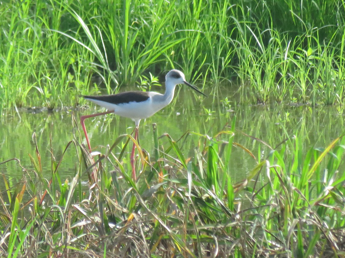 Black-winged Stilt - ML420002291