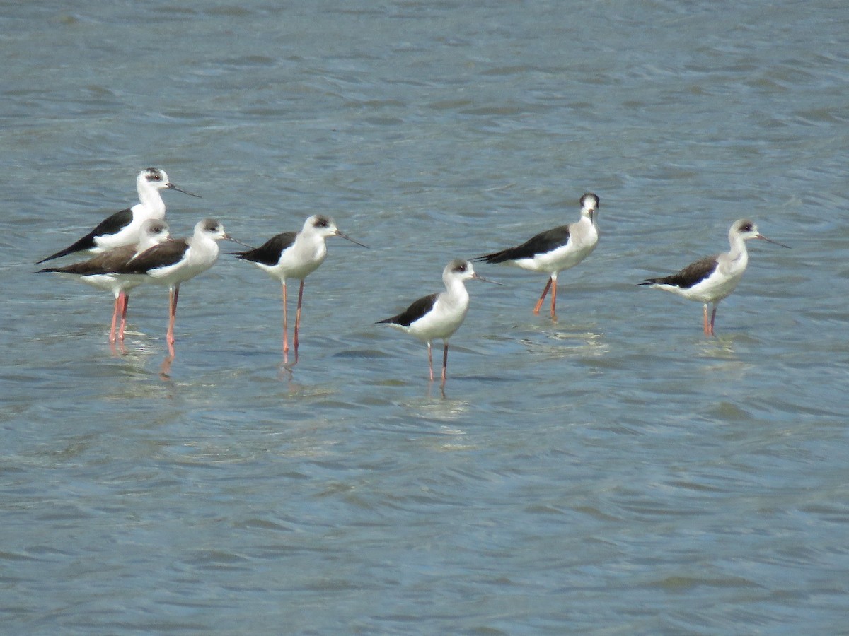 Black-winged Stilt - Jorge De Ramos