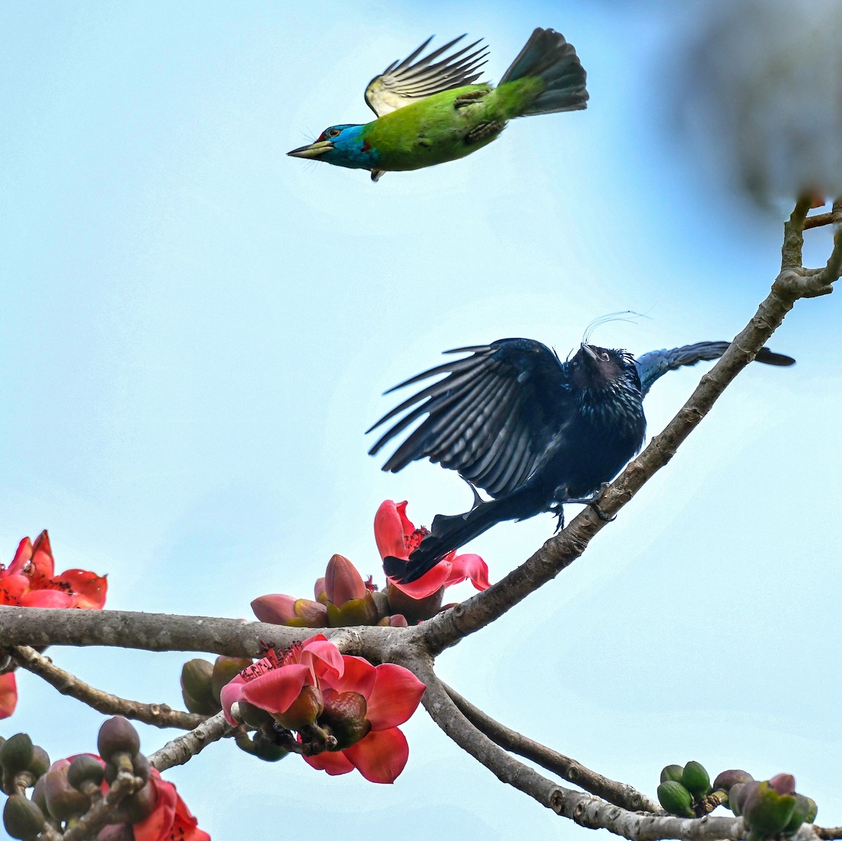 Blauwangen-Bartvogel - ML420002961