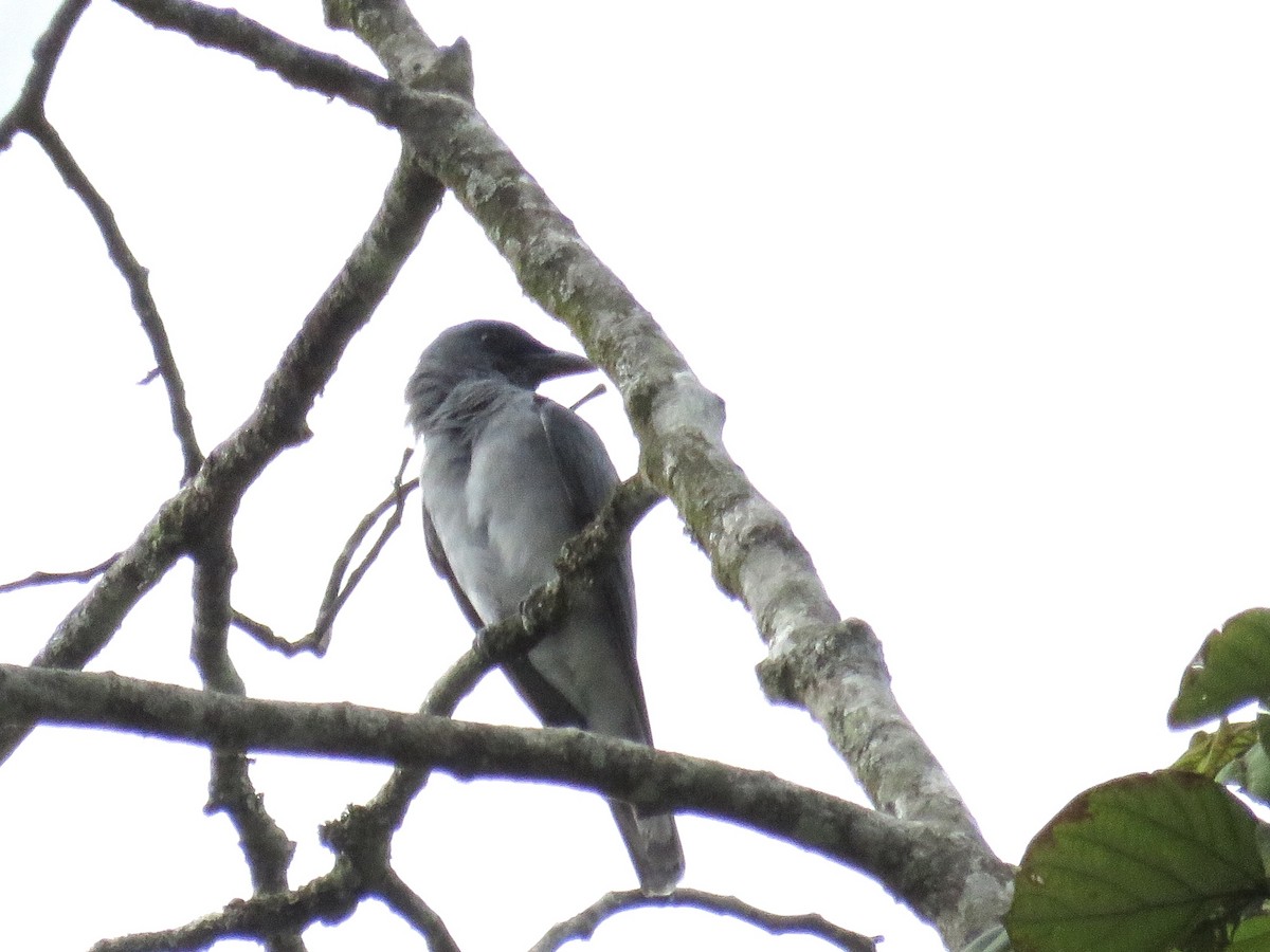 Large Cuckooshrike - ML420004671