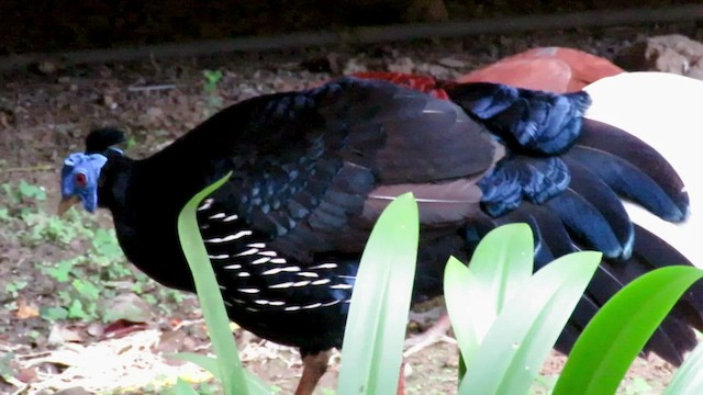 Malayan Crested Fireback - ML420007611