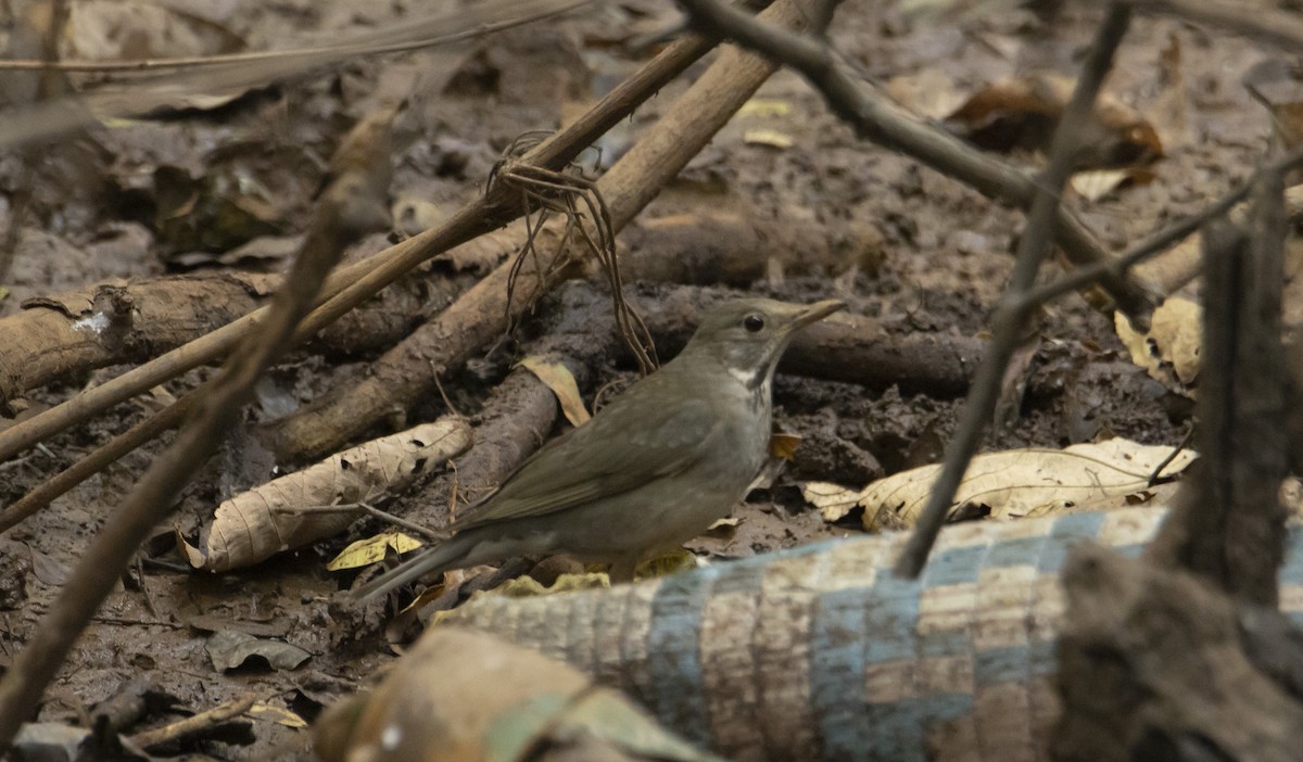 Indian Blackbird - ML420009391