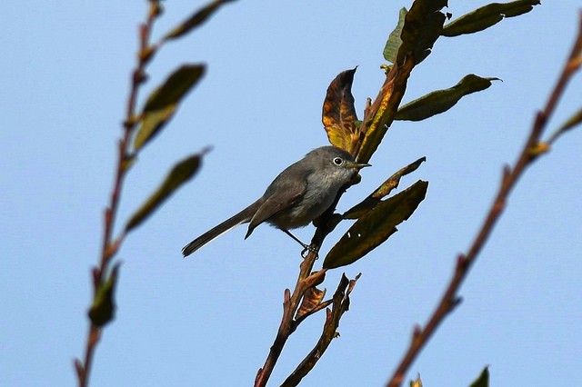 Blue-gray Gnatcatcher - ML42001001