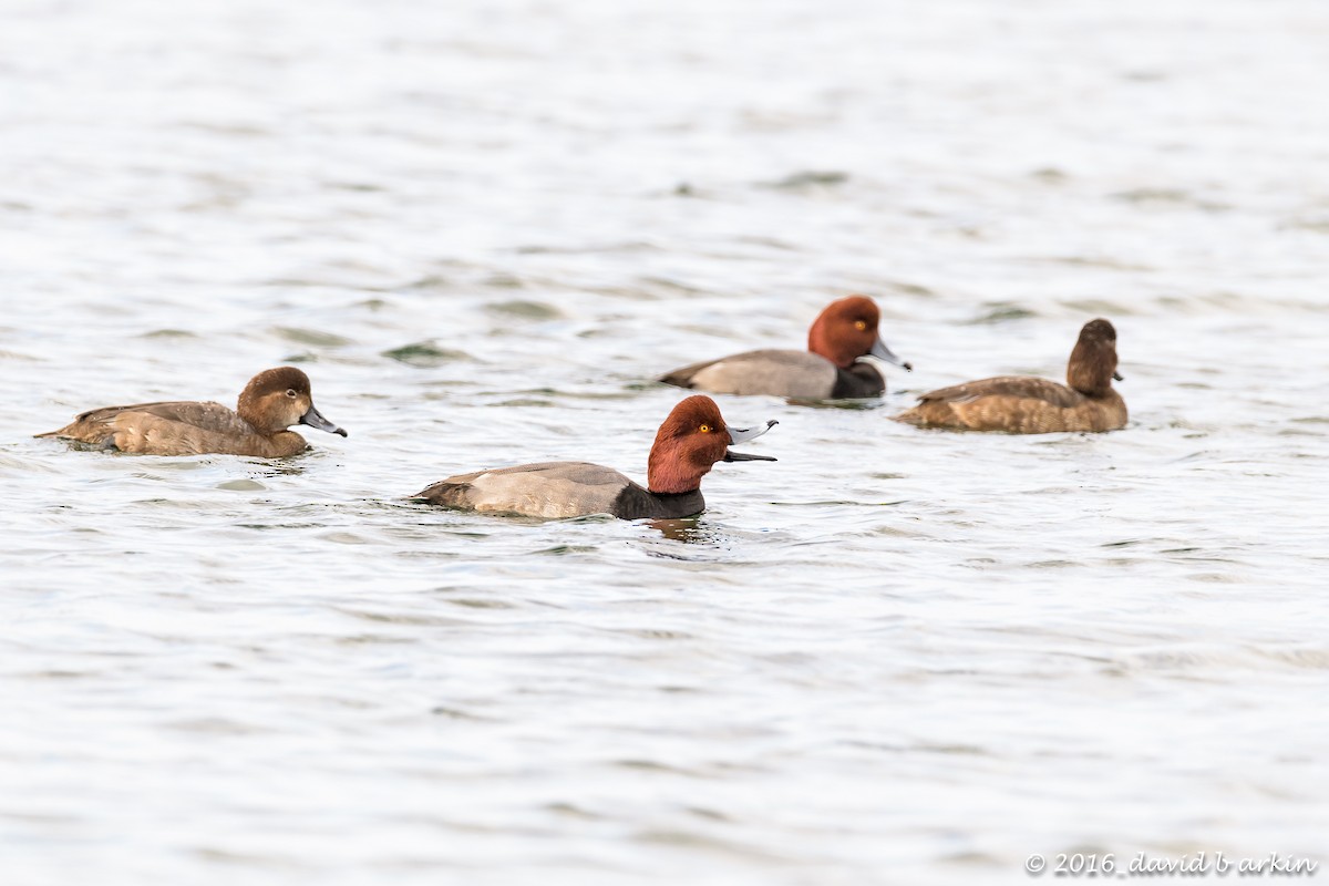 Redhead - ML42001431