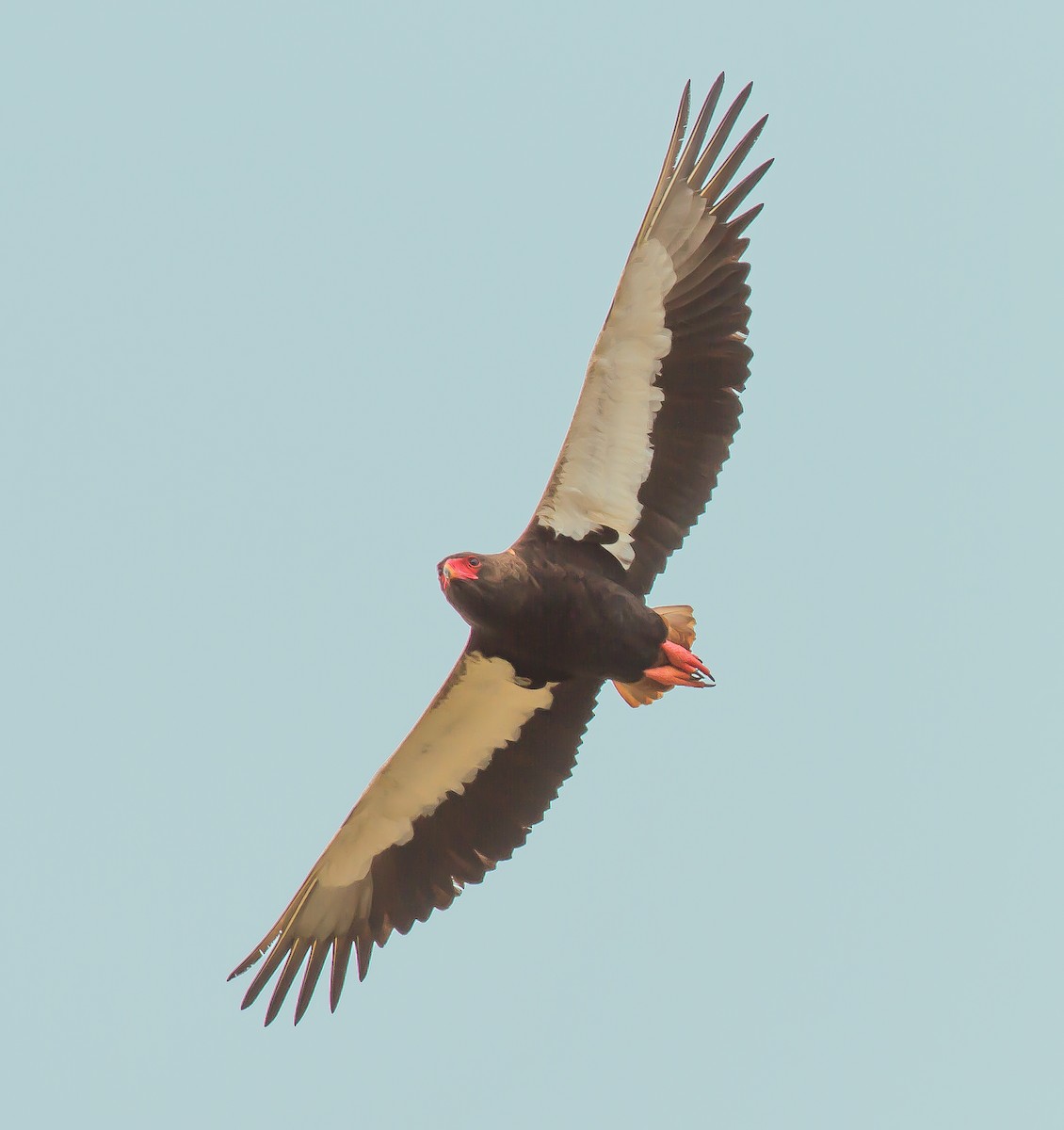 Bateleur des savanes - ML420017211