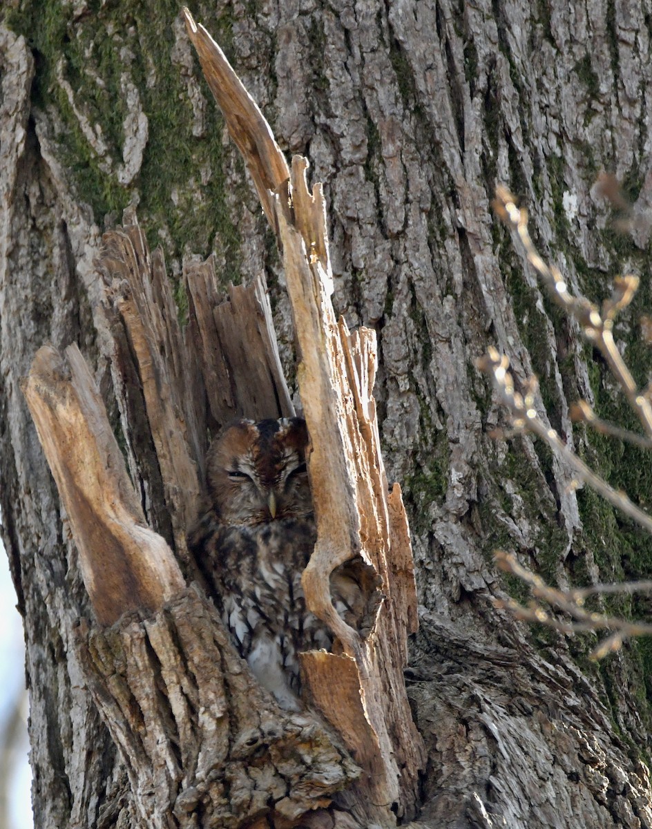 Tawny Owl - ML420019541