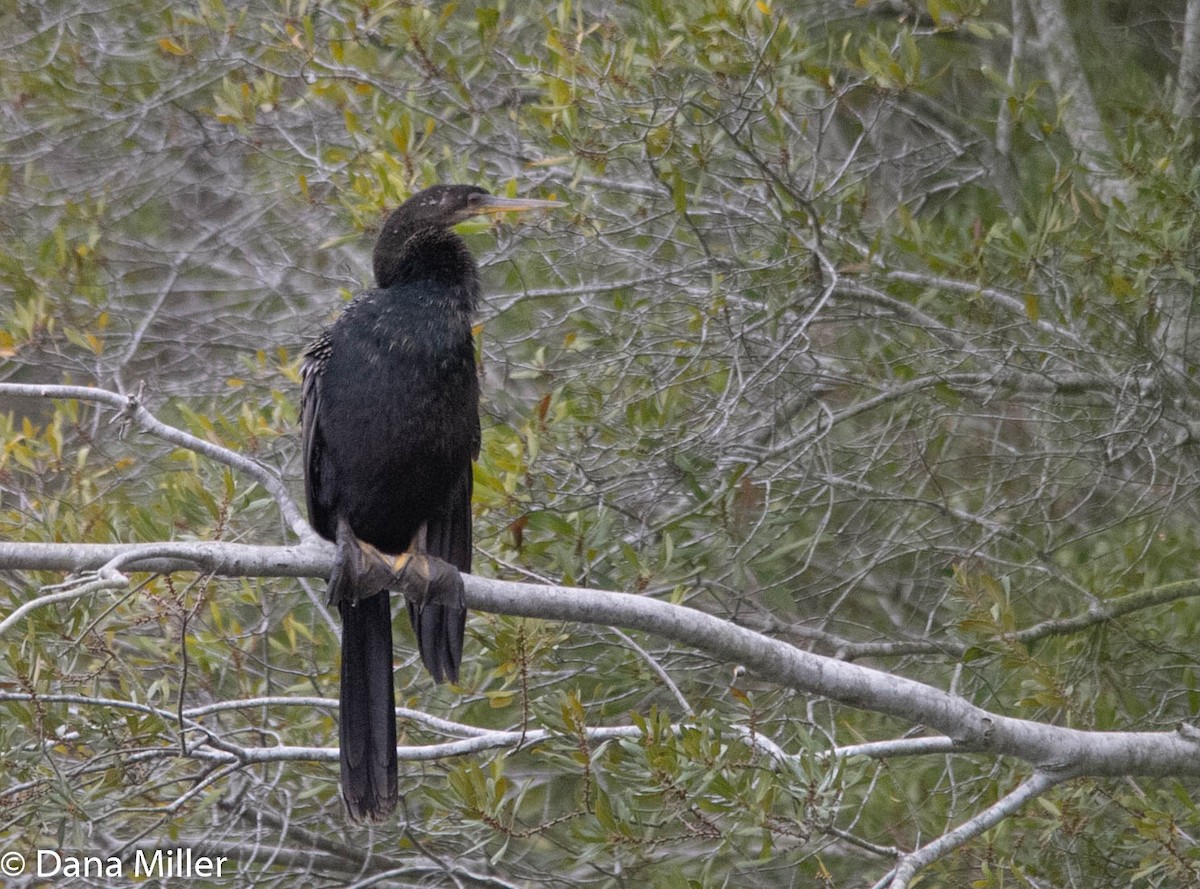 Anhinga - ML420019881