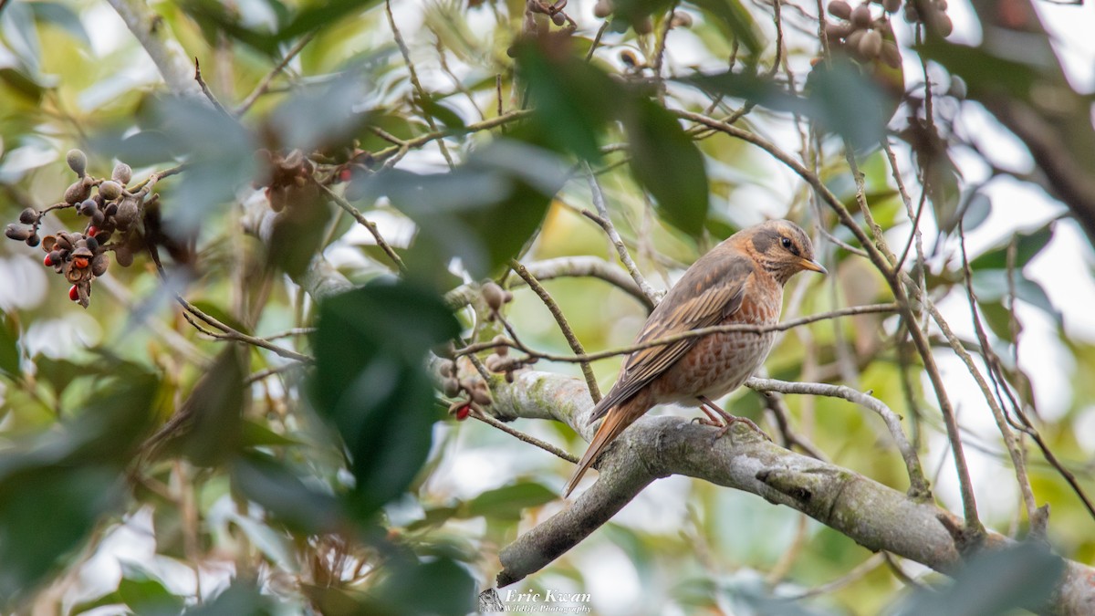 Naumann's Thrush - ML420020981