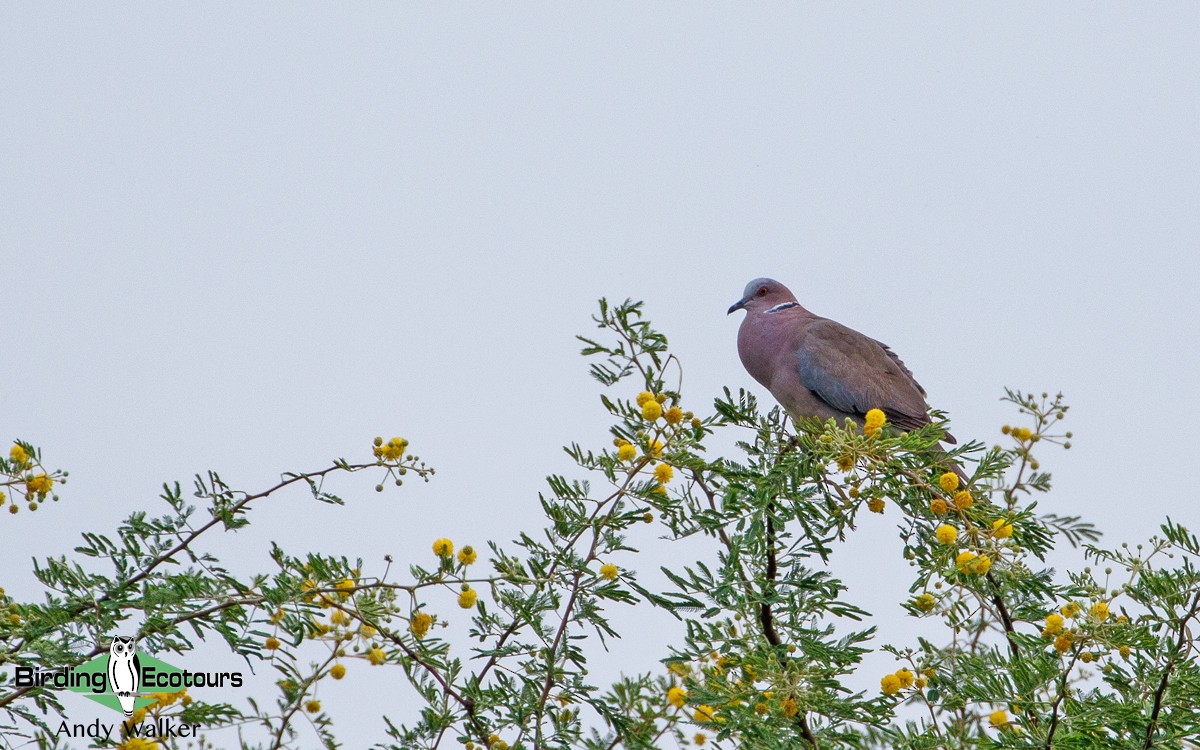 Sunda Collared-Dove - Andy Walker - Birding Ecotours