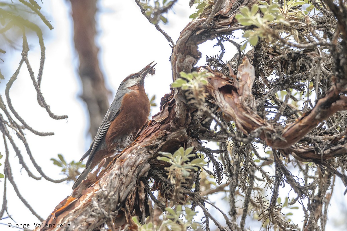 Giant Conebill - ML420023691