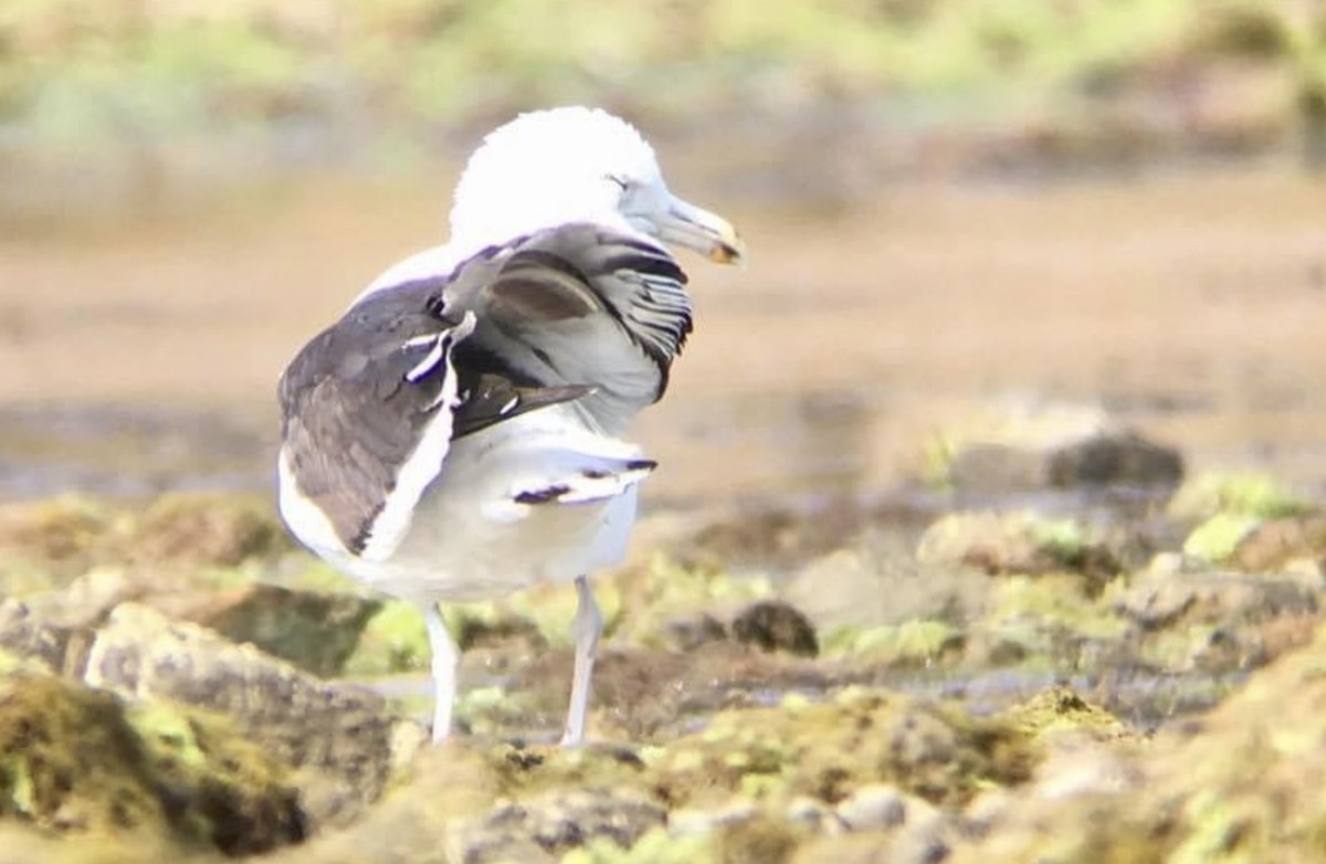 Belcher's Gull - ML420024991