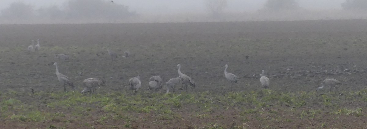 Sandhill Crane - Shelia Hargis