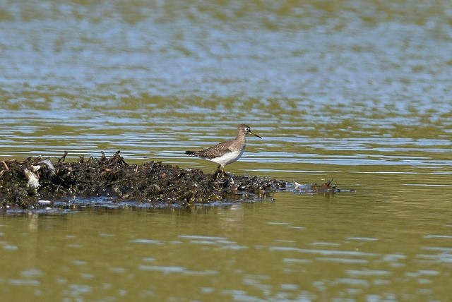 Solitary Sandpiper - Mike Charest