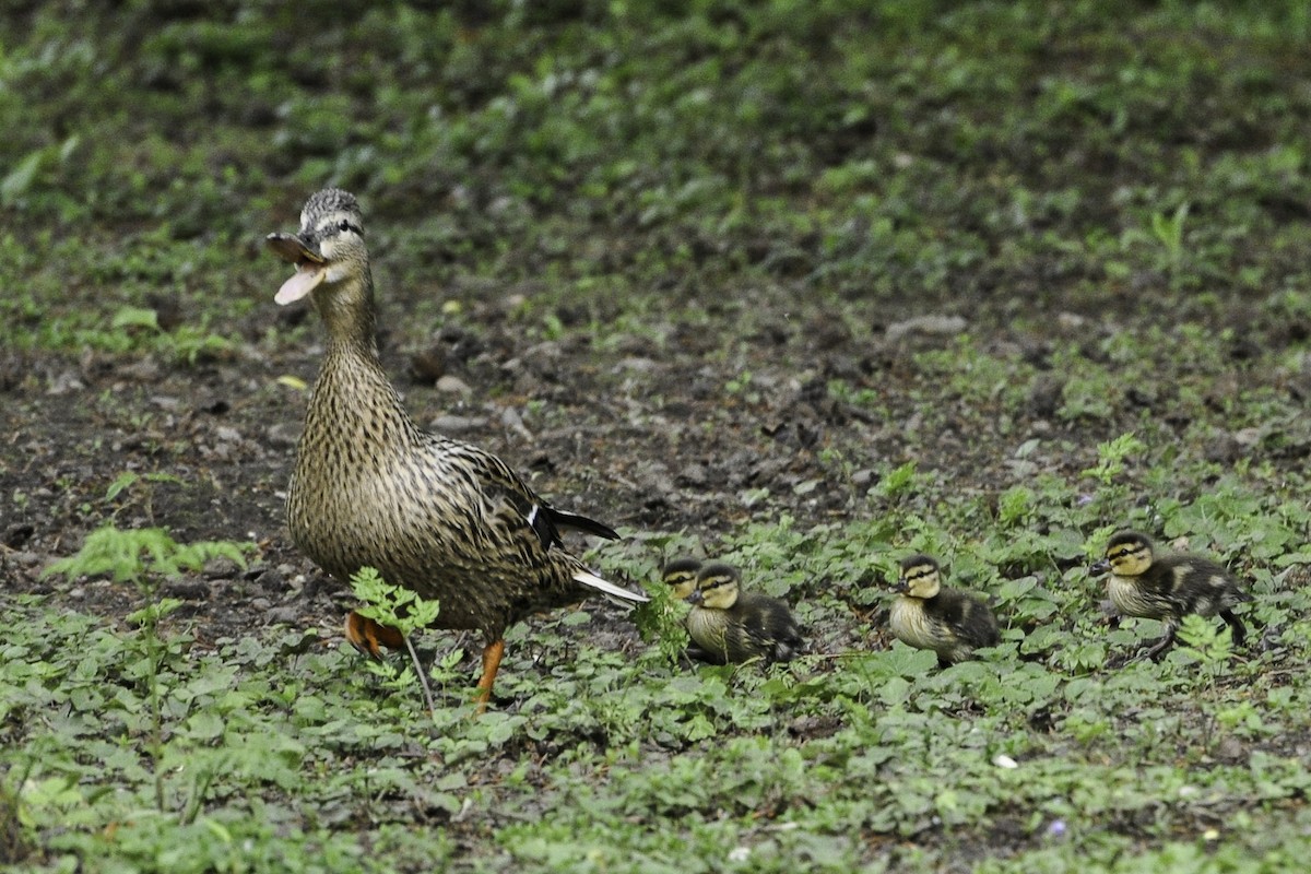 Canard colvert - ML420027921