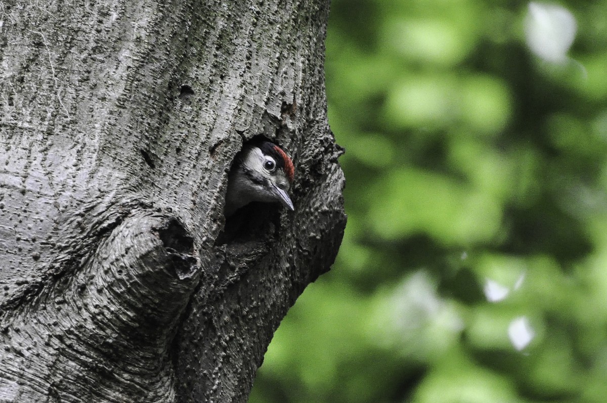 Great Spotted Woodpecker - ML420028191