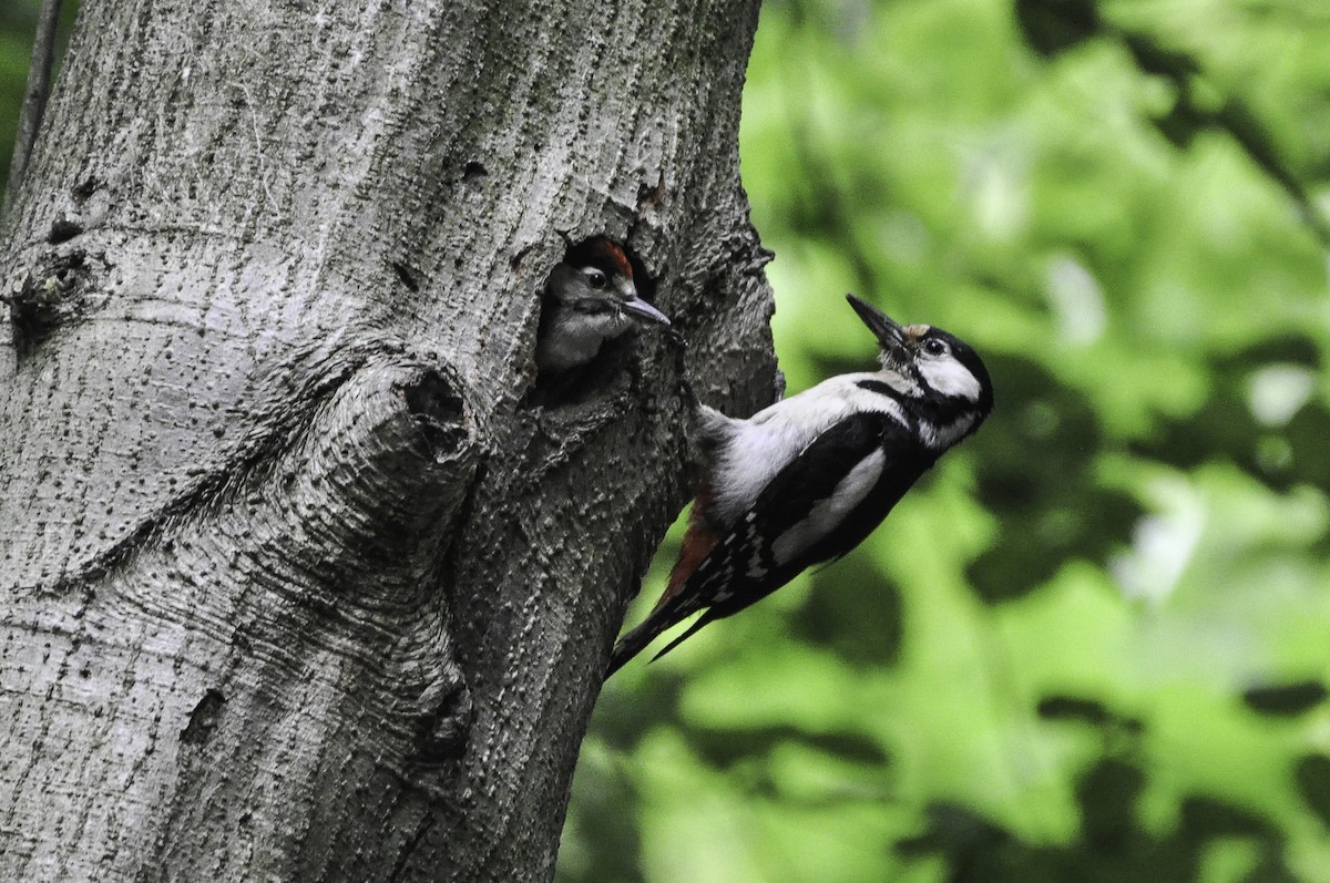 Great Spotted Woodpecker - ML420028311