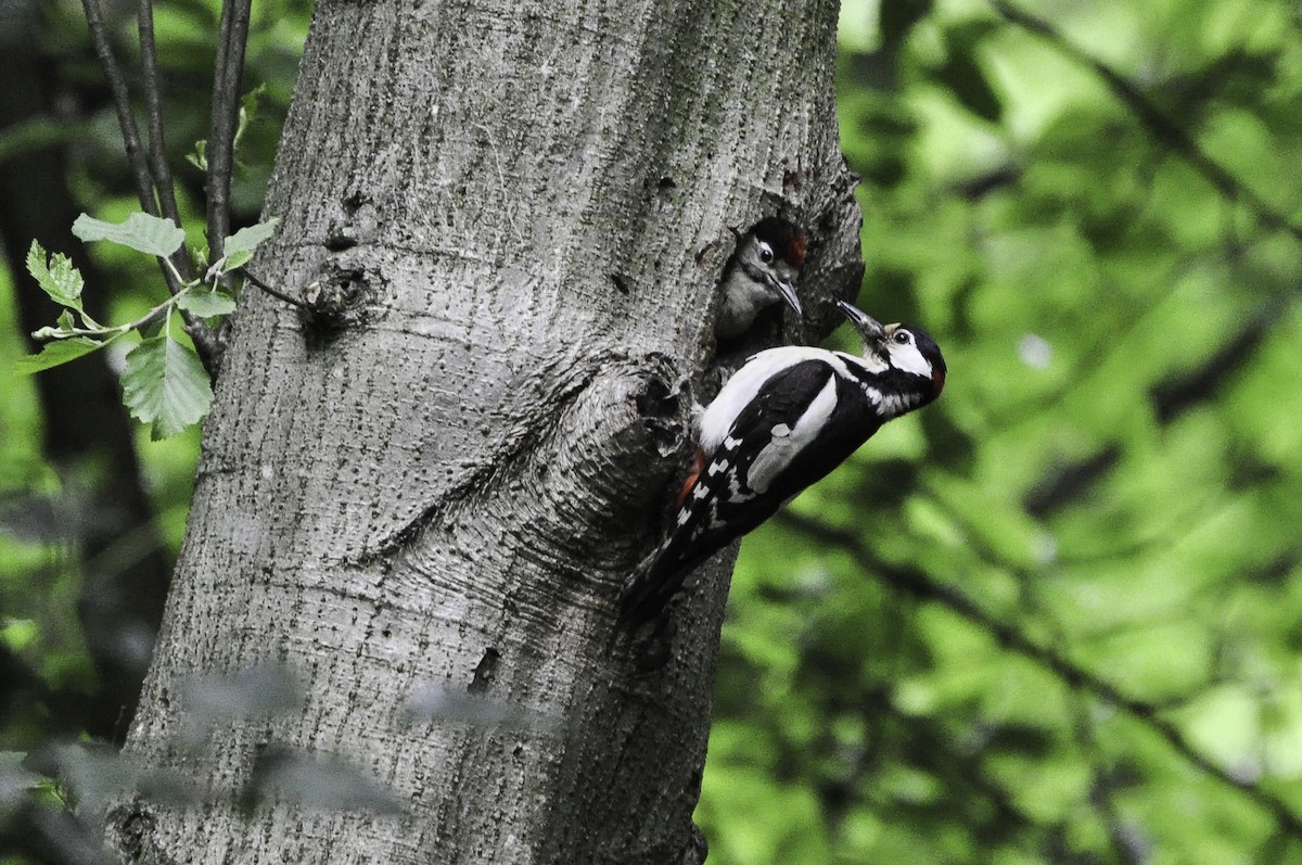 Great Spotted Woodpecker - ML420028501