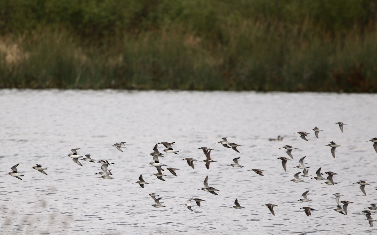 Long-billed Dowitcher - Kari Widor