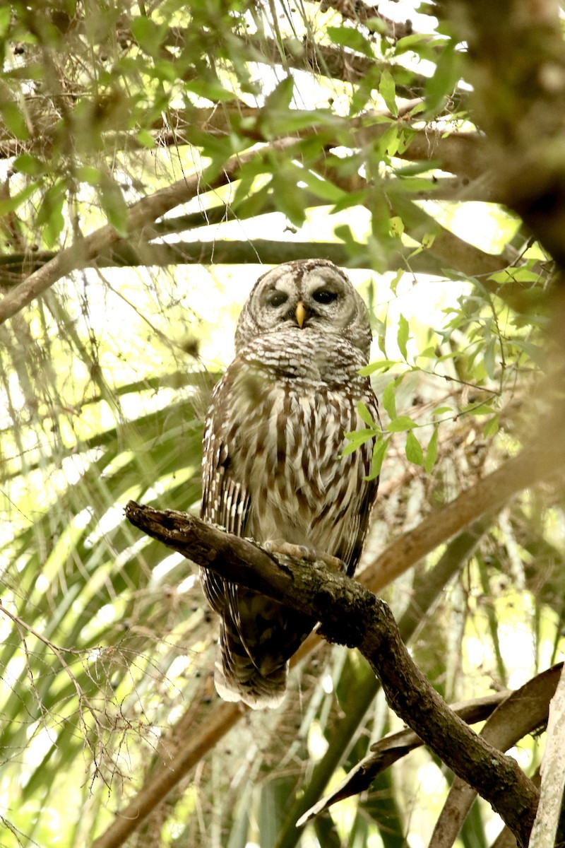 Barred Owl - Kari Widor