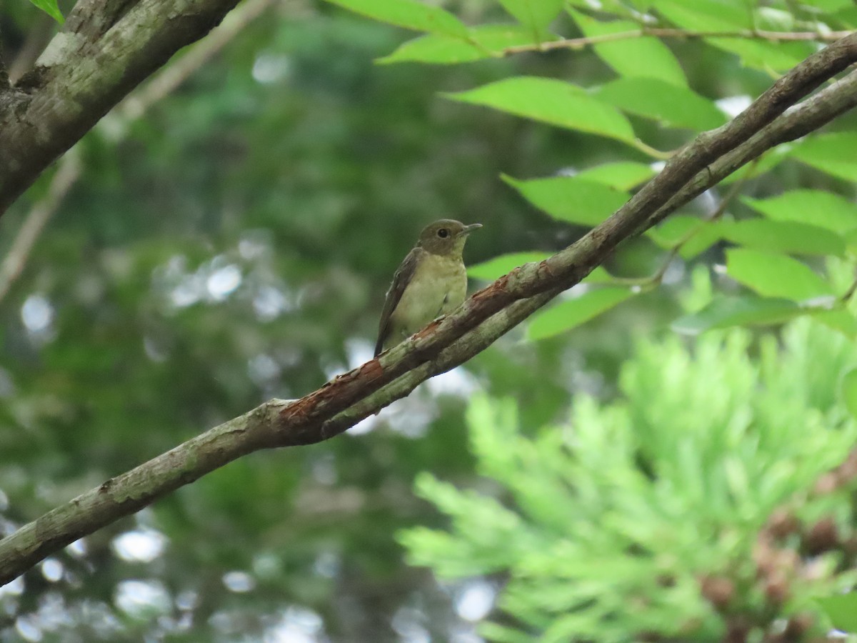 Asian Brown Flycatcher - ML420030141