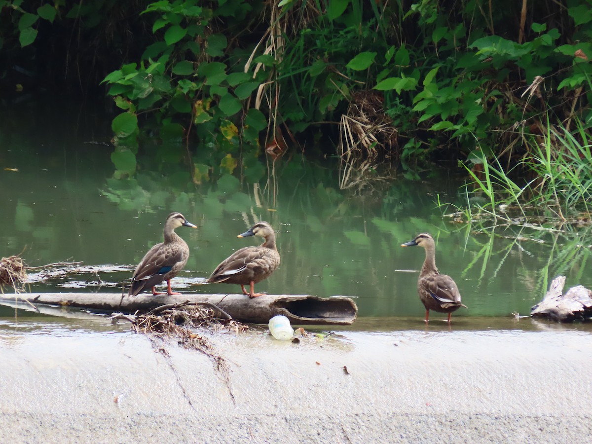 Eastern Spot-billed Duck - ML420030201